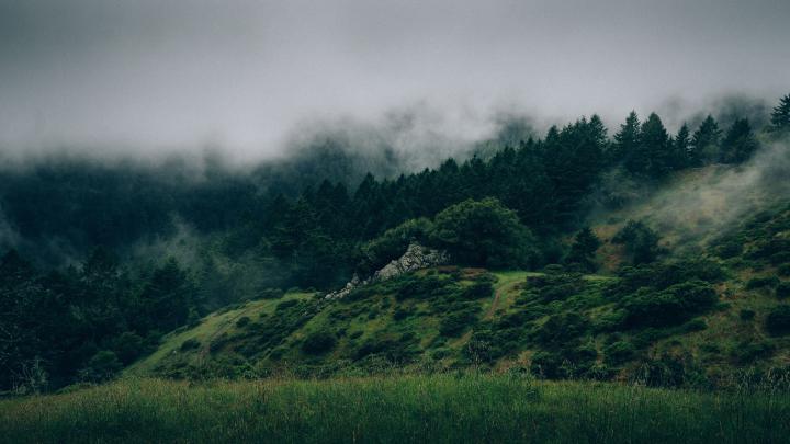 Forest Wallpaper 4k For Pc