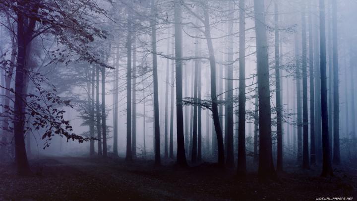 3840x2160, Forest Wallpapers 4k Ultra Hd Data Id - Dark Forest 