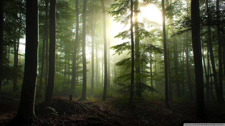 Forest Wallpaper 4k