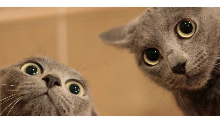 Cute Curious Cats 4K Wallpaper | Free 4K Wallpaper and Cat Wallpaper 4K 