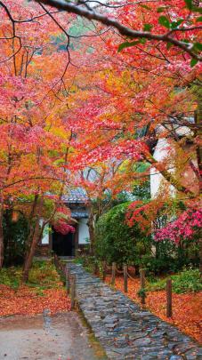 20+ Autumn Japan Wallpaper 4k - Basty Wallpaper