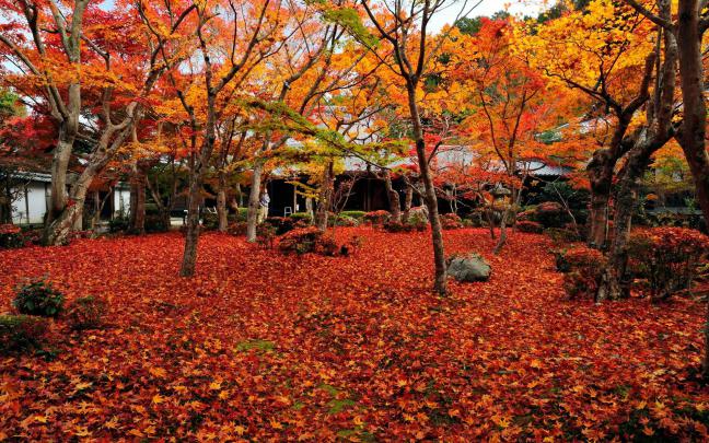 20+ Autumn Japan Wallpaper 4k - Basty Wallpaper