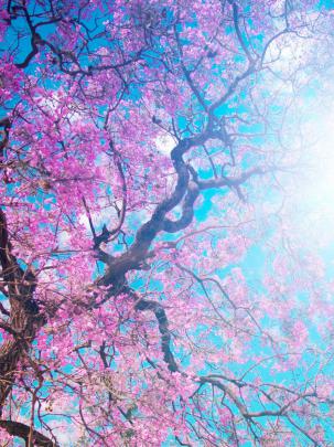 Free download to enjoy the cherry blossoms Japan Wallpaper Background 