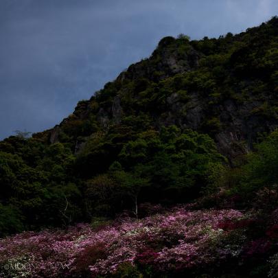 Elegant Japan Wallpaper 4k - Gorilla Wallpaper