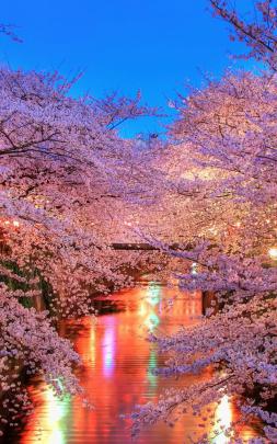 Free download hanami Blossom Sakura Japan Wallpaper Background 4K Ultra 
