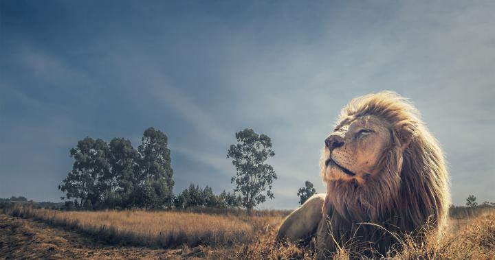 Ultra HD Lions Wallpapers - Top Free Ultra HD Lions Backgrounds 