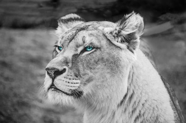 Black Lion 4K Wallpapers - Top Free Black Lion 4K Backgrounds 