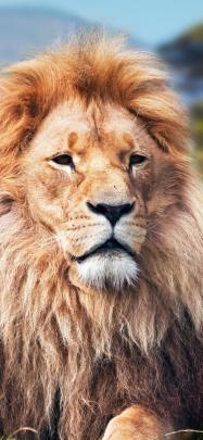 Lion Wallpaper 4k 3d - Bank Of Wallpaper