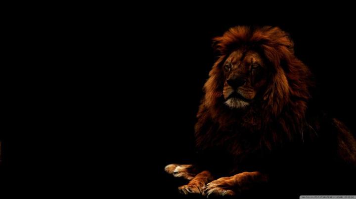 Amoled Lion Wallpaper 4K - Lion Wallpaper Pictures Hd Images Free 