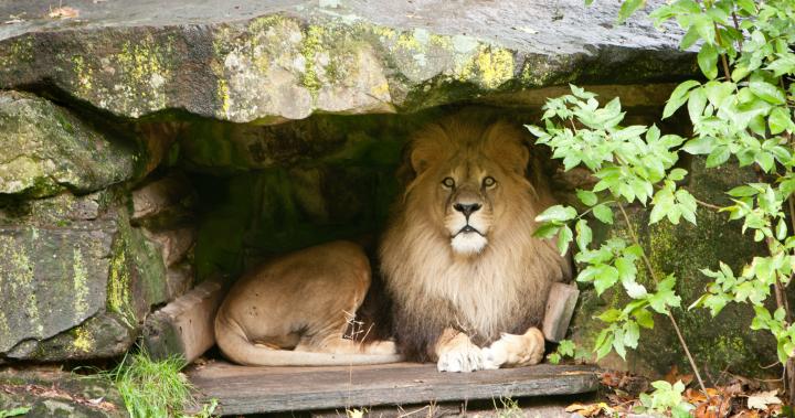 Pictures Ultra Hd Lion Wallpaper 4K \/ Lion in Galaxy Wallpaper 4k Ultra 