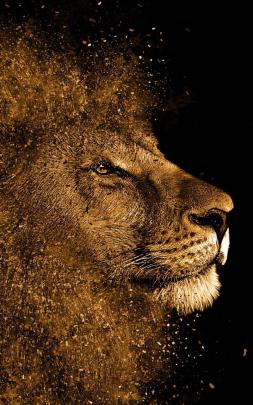 Amoled Lion Wallpaper 4K - Lion Wallpaper Pictures Hd Images Free 