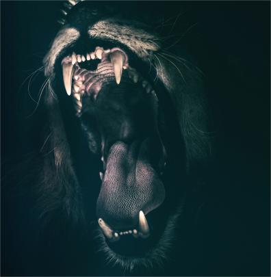Angry Lion Wallpaper 4k | Cat posters, Lion wallpaper, Animal teeth