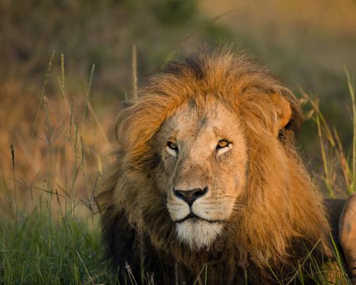 1280x1024 Lion Morning Light 5k 1280x1024 Resolution HD 4k Wallpapers 