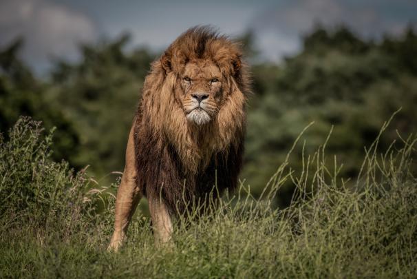 Lion 4k Ultra HD Wallpaper | Background Image | 5019x3350