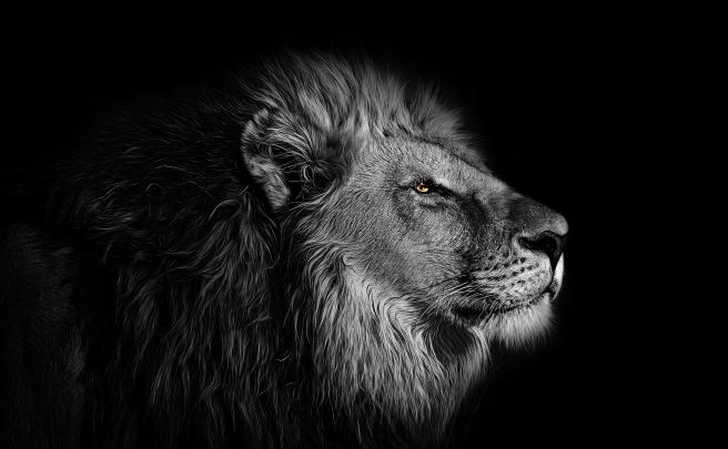 Amoled Wallpaper Lion Wallpaper 4K For Mobile : Page 4 of Lion 4K 