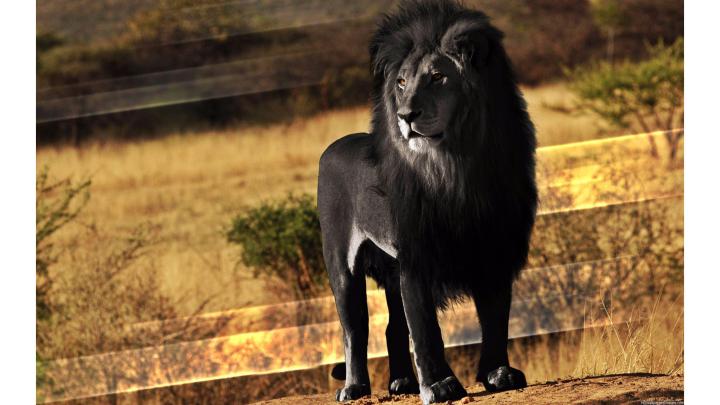 Lion Wallpaper 4K \/ Lion Wallpapers HD 4K for Android - APK Download 