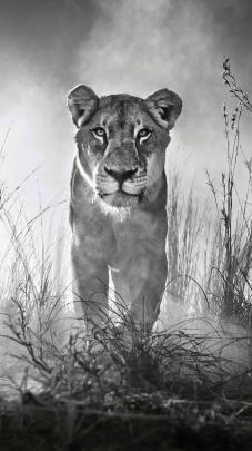 122+ Lion Wallpaper 4k Black And White - wallpapers