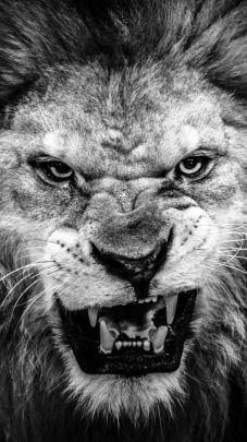 Full Hd 1080p Lion Wallpaper 4k Iphone - Images | Slike