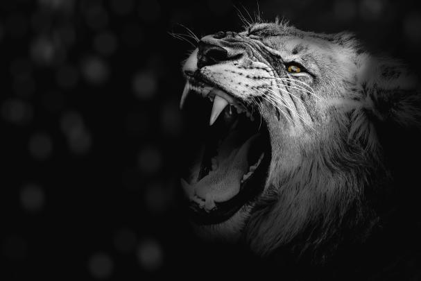 Lion Wallpaper 4K, Roaring, African, Predator, 5K, Animals, #1531
