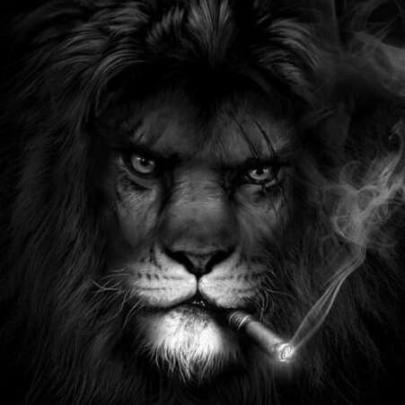 Lion Wallpaper 4k Pc - Wallpaper HD New