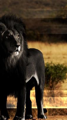 wallpaper: Ultra Hd Lion Wallpaper 4k