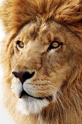 OSx Lion Wallpaper 4K for Mobile Android iPhone | Lion pictures, Lion 
