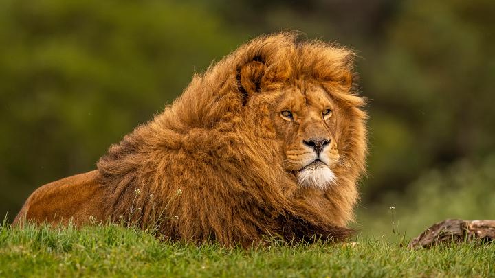 Amoled Wallpaper Lion Wallpaper 4K For Mobile : Page 4 of Lion 4K 
