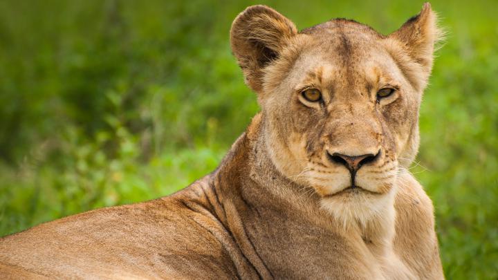 Download Free Wild Lion Hd Wallpaper for Desktop and Mobiles 4K Ultra 
