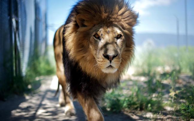 Lion Wallpaper 4k Pc - Wallpaper HD New