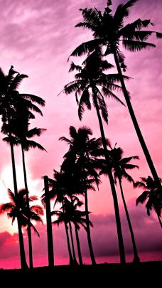 samsung wallpaper 4k #wallpaper #phone #iphone #samsung palms sundowner 