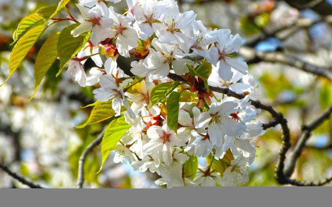 4K Nature Wallpaper Spring Japan (45+ images)