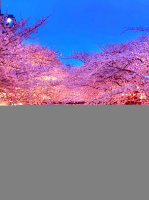 Free download Pink Flowers 2016 Spring 4K Wallpaper 4K Wallpaper 