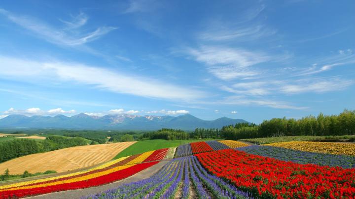4K Nature Wallpaper Spring Japan (45+ images)