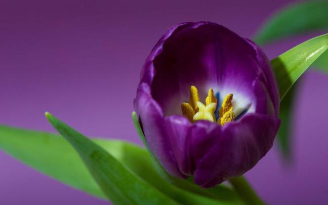 4K Purple Wallpapers High Quality | Download Free
