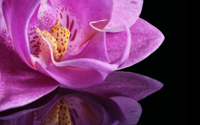 4K Purple Wallpapers High Quality | Download Free