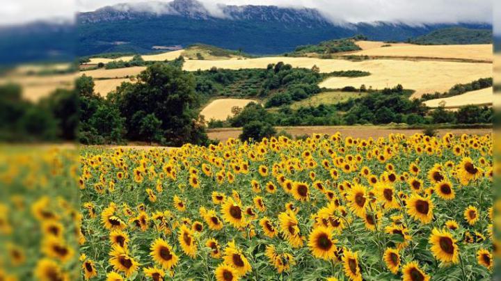 Free download Nature Background HD 73 Images Prestigious Hi Def 