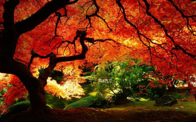 Free download Fall Computer Wallpapers Top Fall Computer Backgrounds 