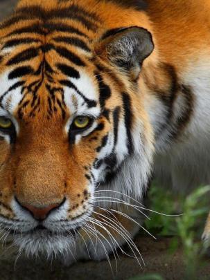Free download Wallpaper 1920x1080 Tiger Wild cat Predator Full HD 1080p 