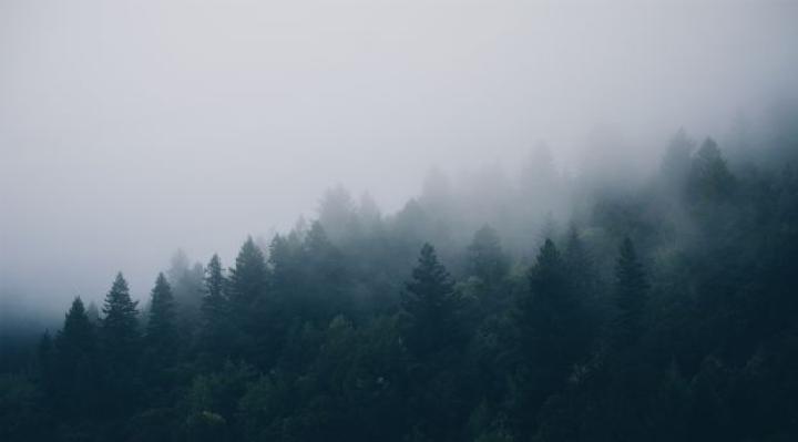 forest, trees, fog Wallpaper, HD Nature 4K Wallpapers, Images, Photos 
