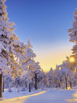 Free download Winter Snow Wallpaper 1920x1080 Winter Snow Trees Germany 