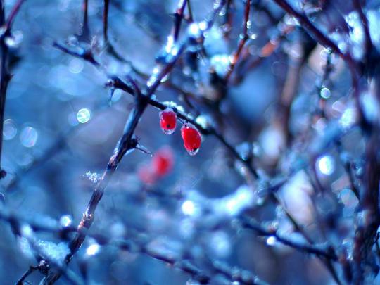 Free Winter Wallpaper and Screensavers -