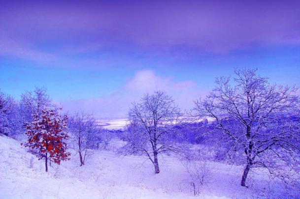 Purple Winter Wallpaper -