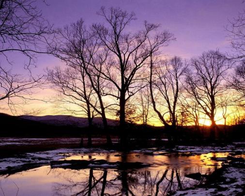 Free download free late winter desktop wallpaper Fish 
