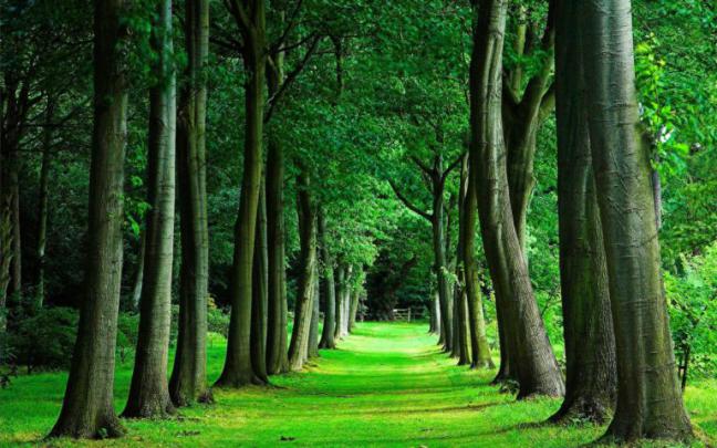 Download Trees Wallpaper Hd - WallpaperTip