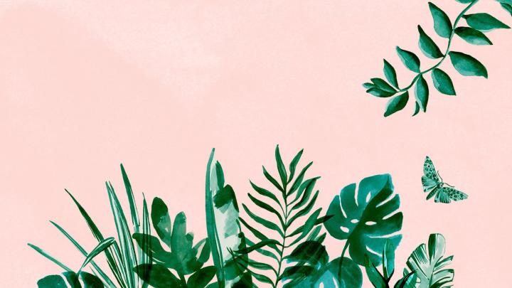 Plant Best Wallpaper - Aesthetic Wallpaper Laptop - 1920x1080 Wallpaper 