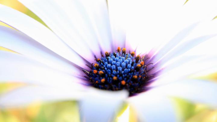 Flower High Resolution Hd Wallpapers 1920x1080 - Blogs Nature Wallpaper