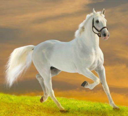 HD Wallpaper: white horse hd wallpaper