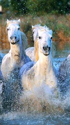 7 Horse Running Images Hd Wallpaper Download - wallpaper