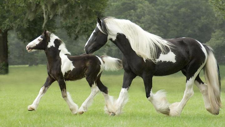 Seven Horse Wallpaper Download