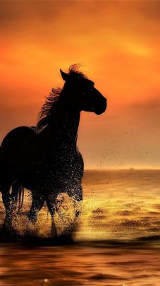 7 Horse Running Images Hd Wallpaper Download - wallpaper